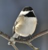26 Carolina Chickadee.jpg 26 Carolina Chickadee.jpg