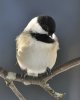 25 Carolina Chickadee.jpg 25 Carolina Chickadee.jpg