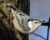White Breasted Nuthatch 8x10.jpg White Breasted Nuthatch 8x10.jpg