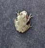 Grey Tree Frog at Mom's_2.jpg
