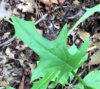 Slender Rattlesnakeroot (Prenanthes autumnalis) leaves 1.JPG