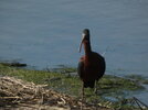 forsythe ibis.jpeg