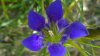 Pine Barrens Gentian.jpg