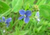 Germander_speedwell_flower.jpg