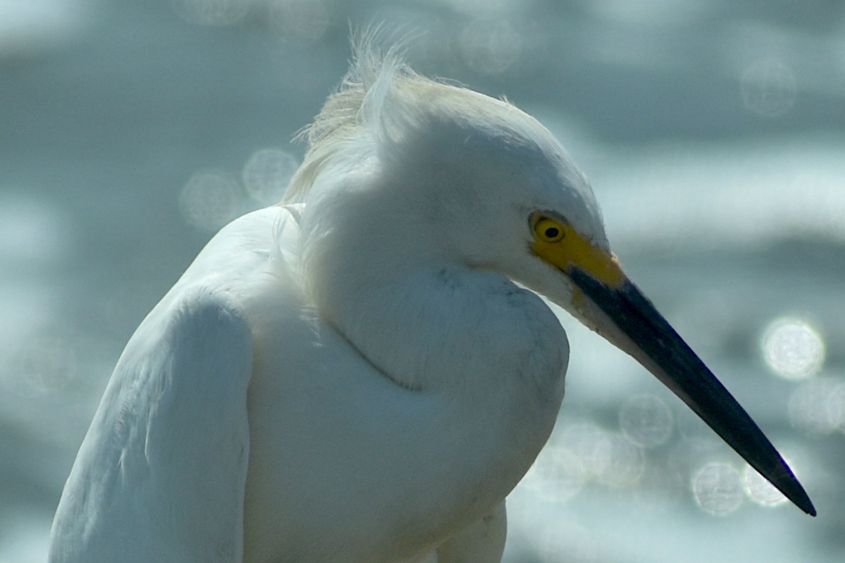 1200_B&B_Facebook_BIO_forsythe_snowyegret_head_0284.jpg