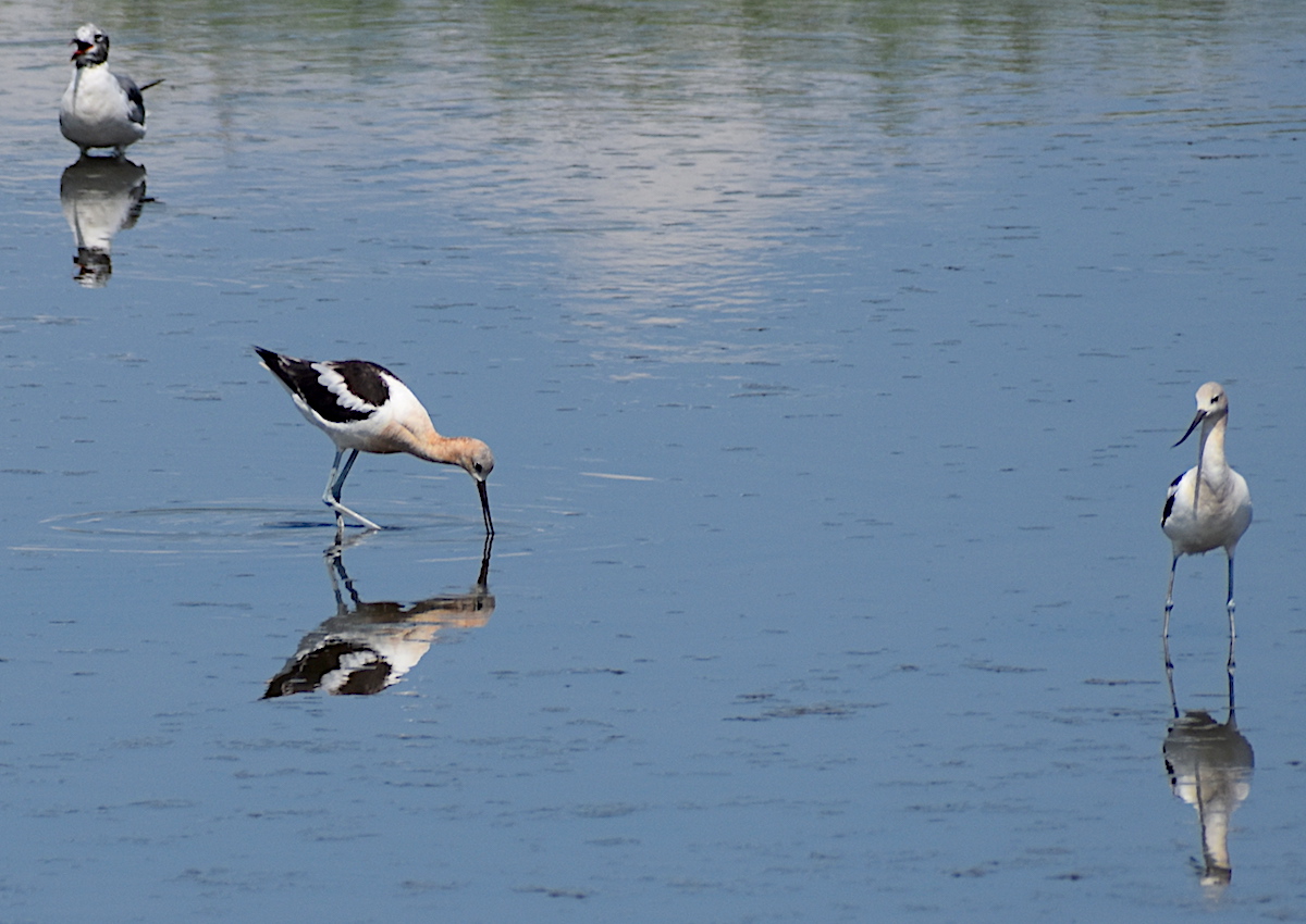 1200_B&B_NJBirders_FB_gallery_forsythe_AmericanAvocet_0120.jpg