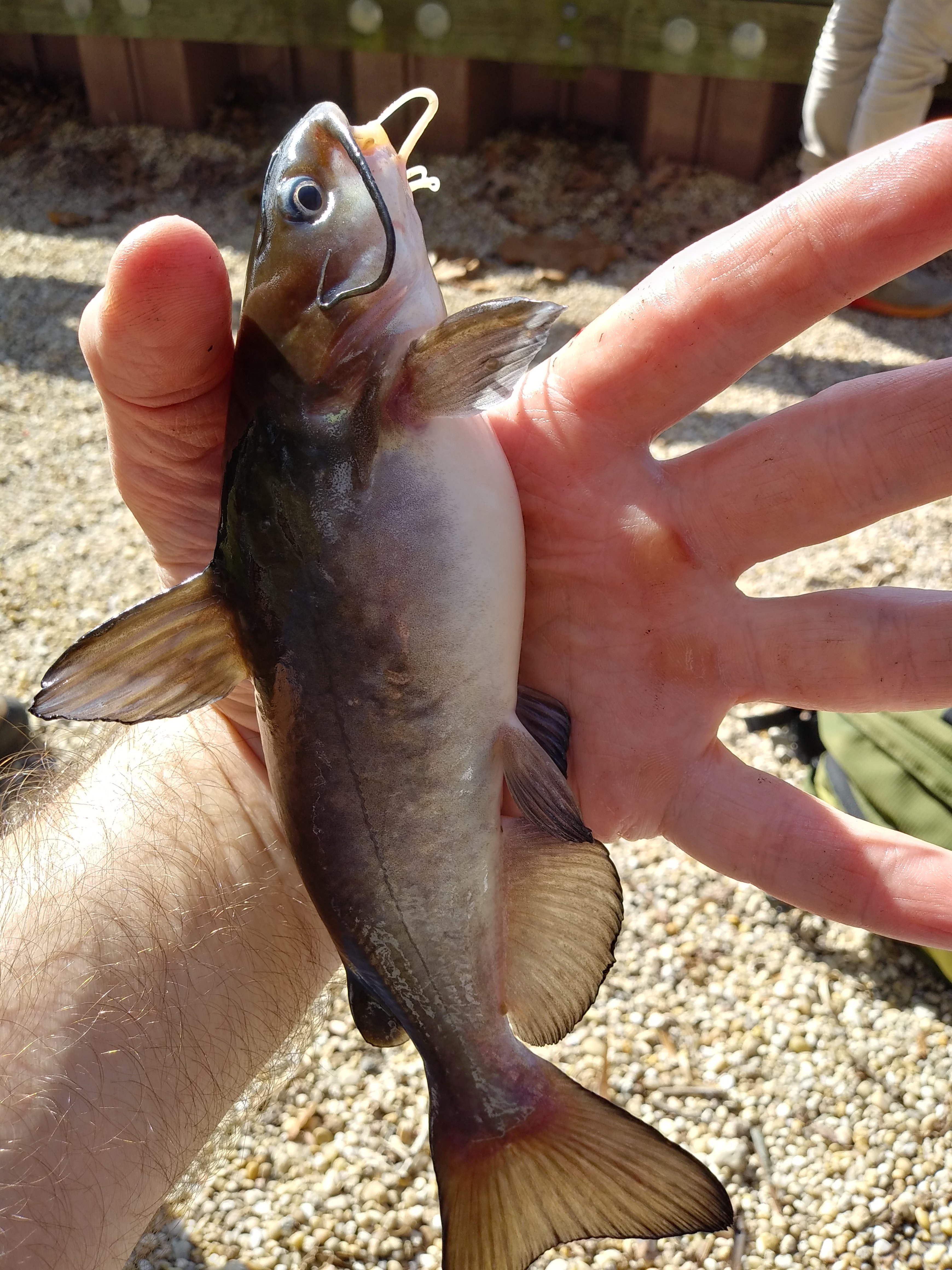 Release Big Catfish Unharmed