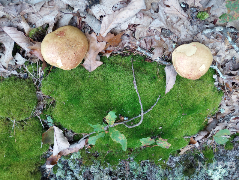 2 medium light brown mushrooms by moss_smaller.png