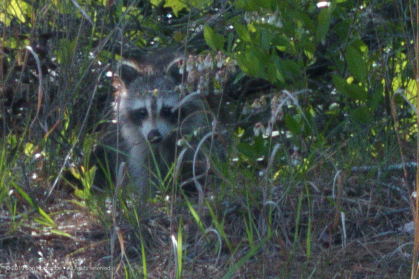 2019-05-21_raccoon.jpg