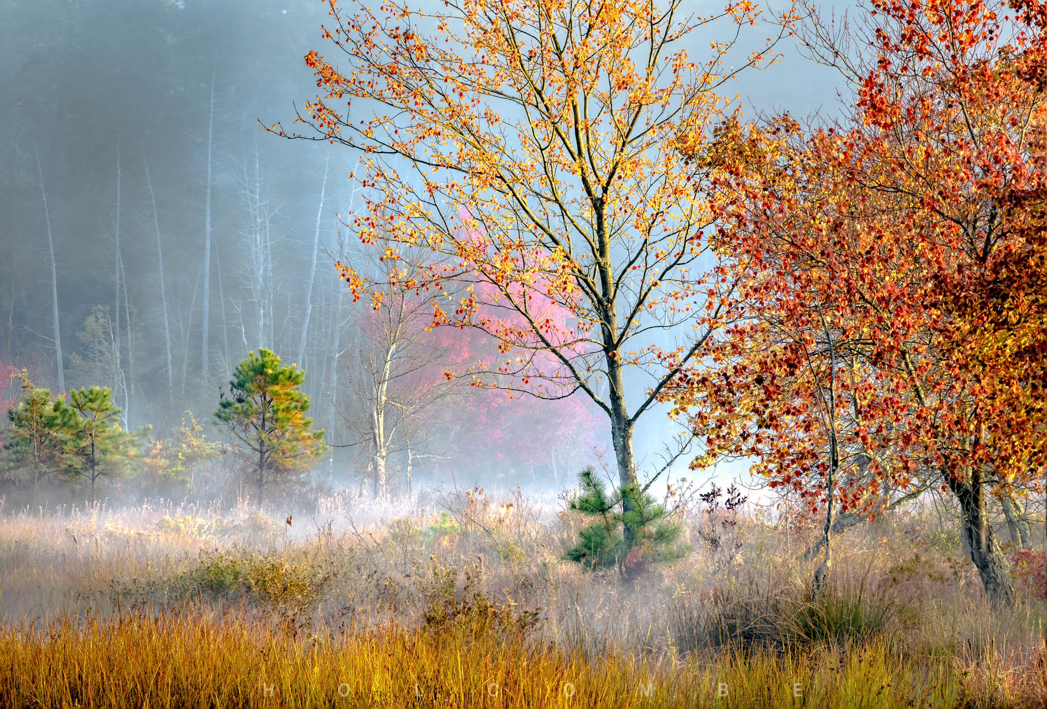 2022-10-21_ghost_cedar_savannah.jpg