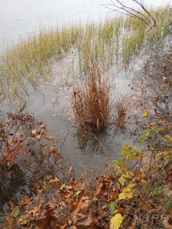 20231031_1440_Plants along river bank.png