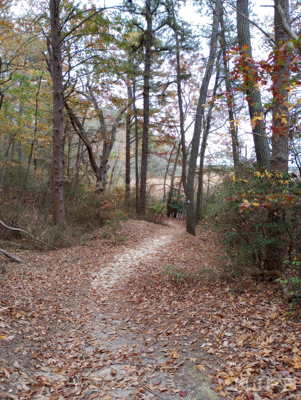 20231031_1529_Trail toward marsh.png