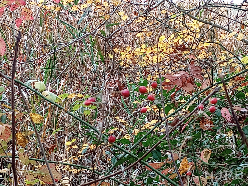 20231031_1532_Berries and plants by marsh.png