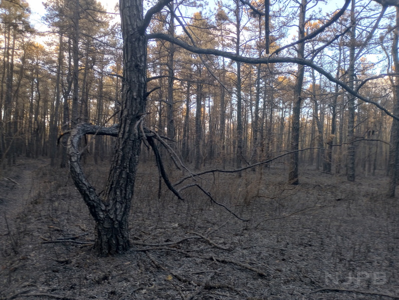 2024_07_10_Gnarled burnt tree.jpg