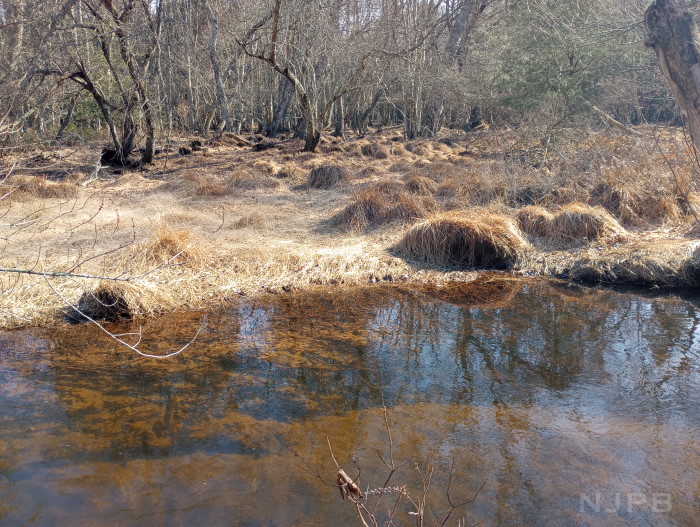 20250310_1611_Across river to grassy lumpy E bank.jpg