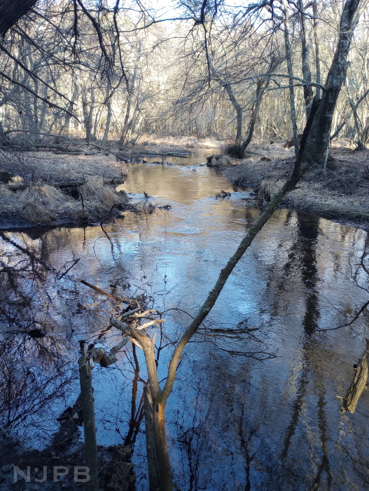 20250310_1724_Long view across water.jpg