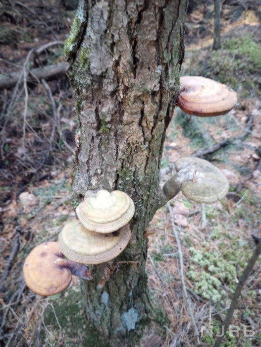 20250310_1752_09_Mushrooms on tree.jpg