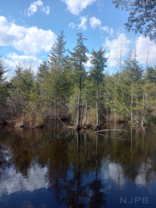 20250322_1530__Trees across Mullica.jpg