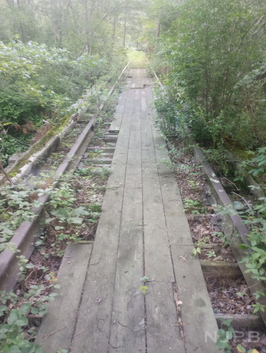 20250707_0925_Springer's Brook trestle looking E.jpg