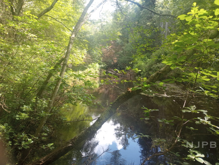 20250707_0958_Looking S downstream from trestle.jpg