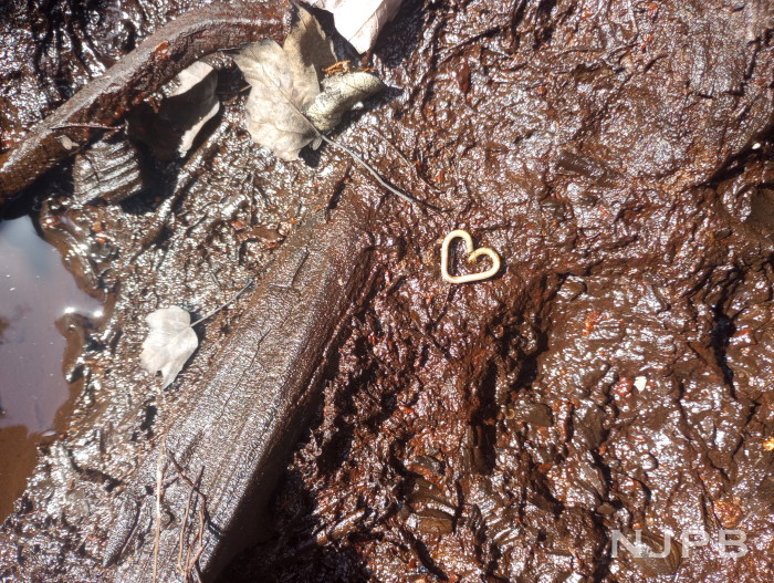 20250707_1027_Small heart-shaped bit of debris.jpg