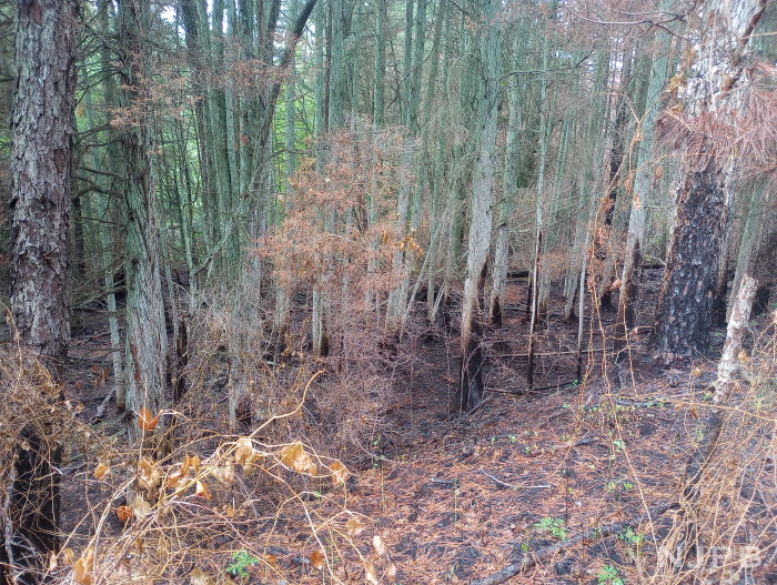 20250710_1746_Some burnt ground N of tracks by trestle.jpg