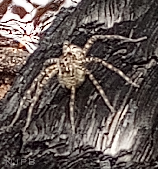 20250710_1755_Spider on charred beam by water.jpg