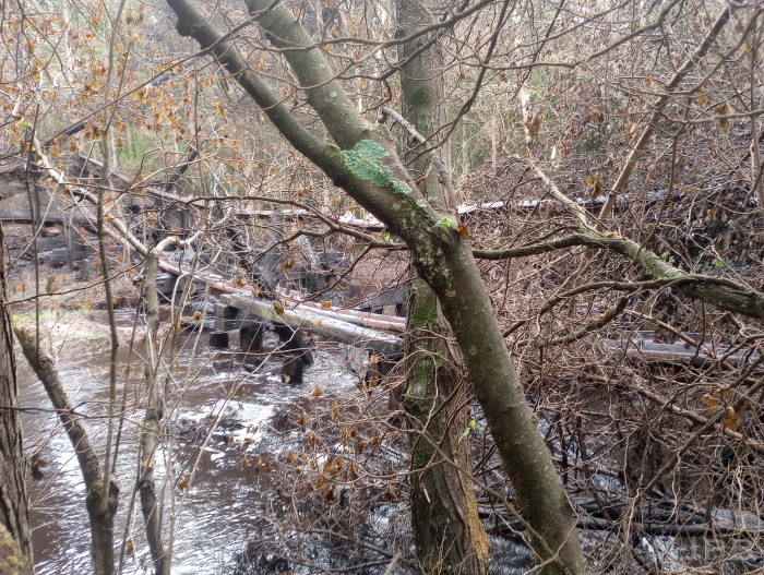 20250710_1841_Trestle remains through trees.jpg