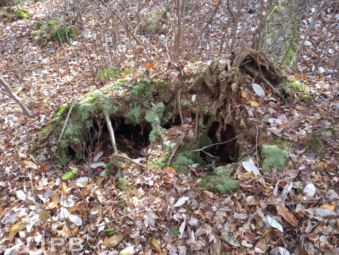 2025_11_18__PBX GCS_Eyes in the swamp.jpg