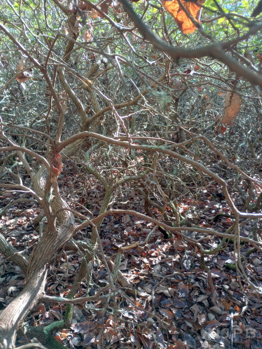 2025_11_24__GCS2_Easy peasy.jpg