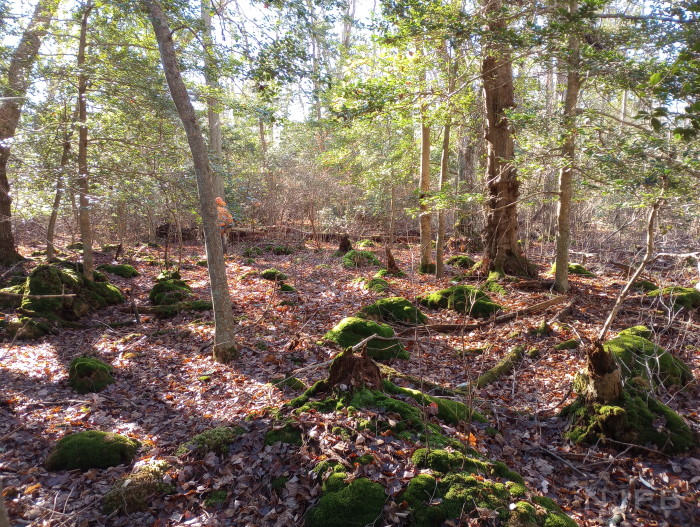 2025_11_24__GCS2_Green islands.jpg