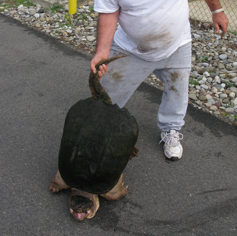 48lb Snapper turtle 005.JPG