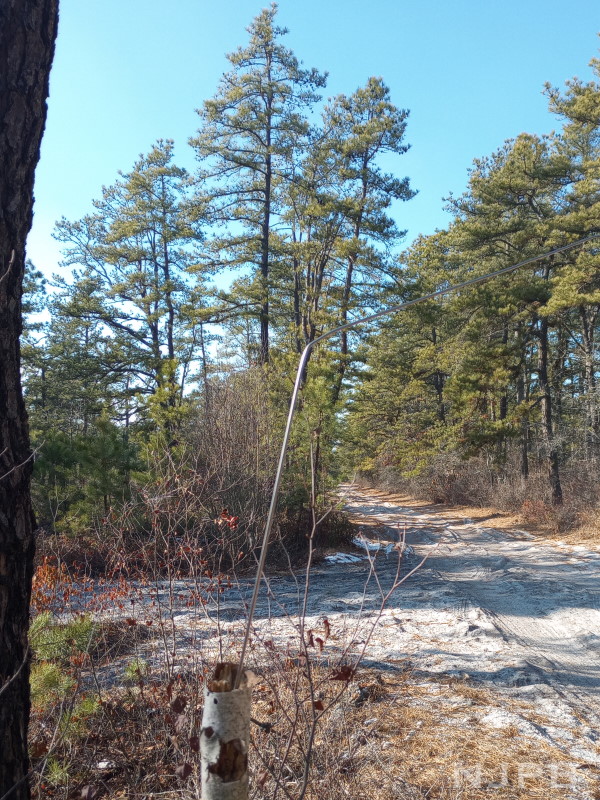 Aerial stuck into top of thin tree trunk.jpg