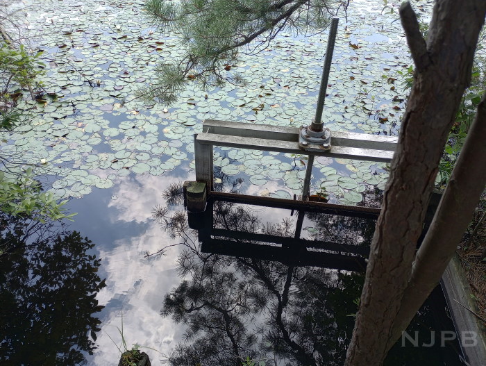 Along Lydia Bog.jpg