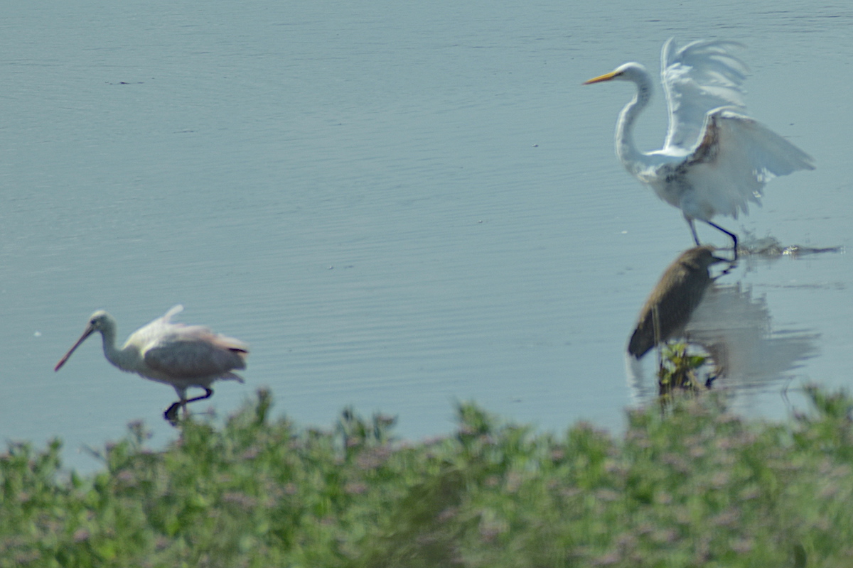 B&B_blog_BIO_forsythe_roseate_spoonbill_0306_1200.jpg