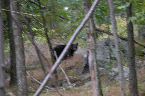 bear.jpg