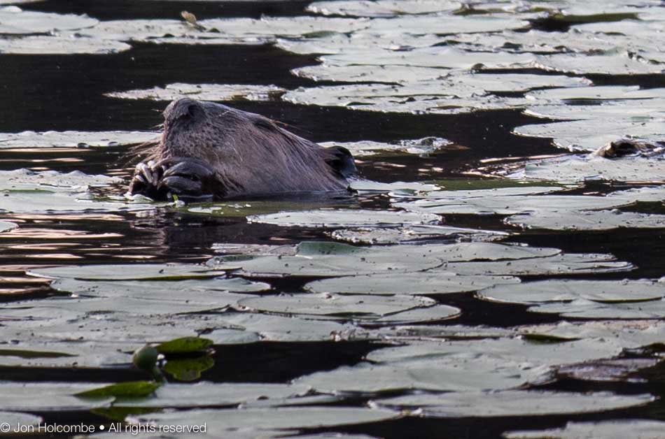 beaver_eating.jpg