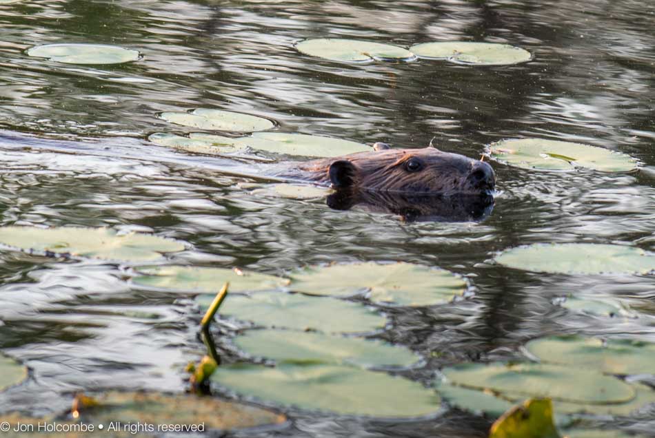 beaver_swimming.jpg