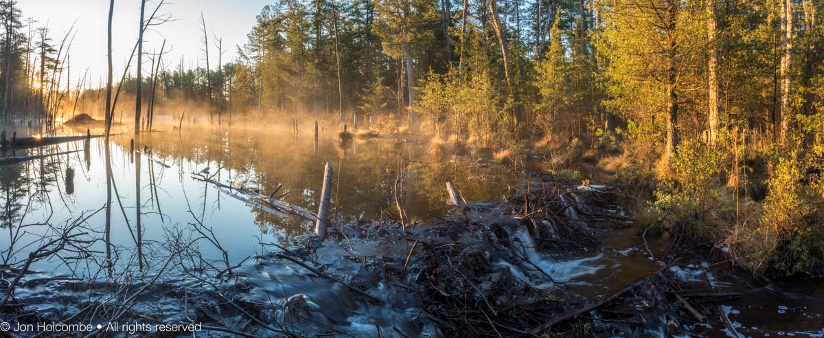 beavers_in_the_mist.jpg