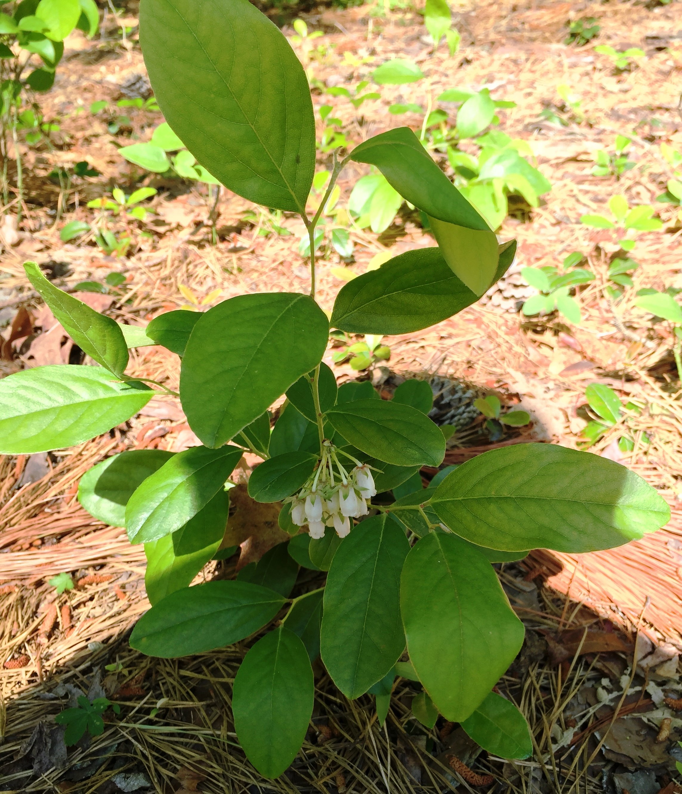 Bladdernut (Staphylea trifolia).JPG