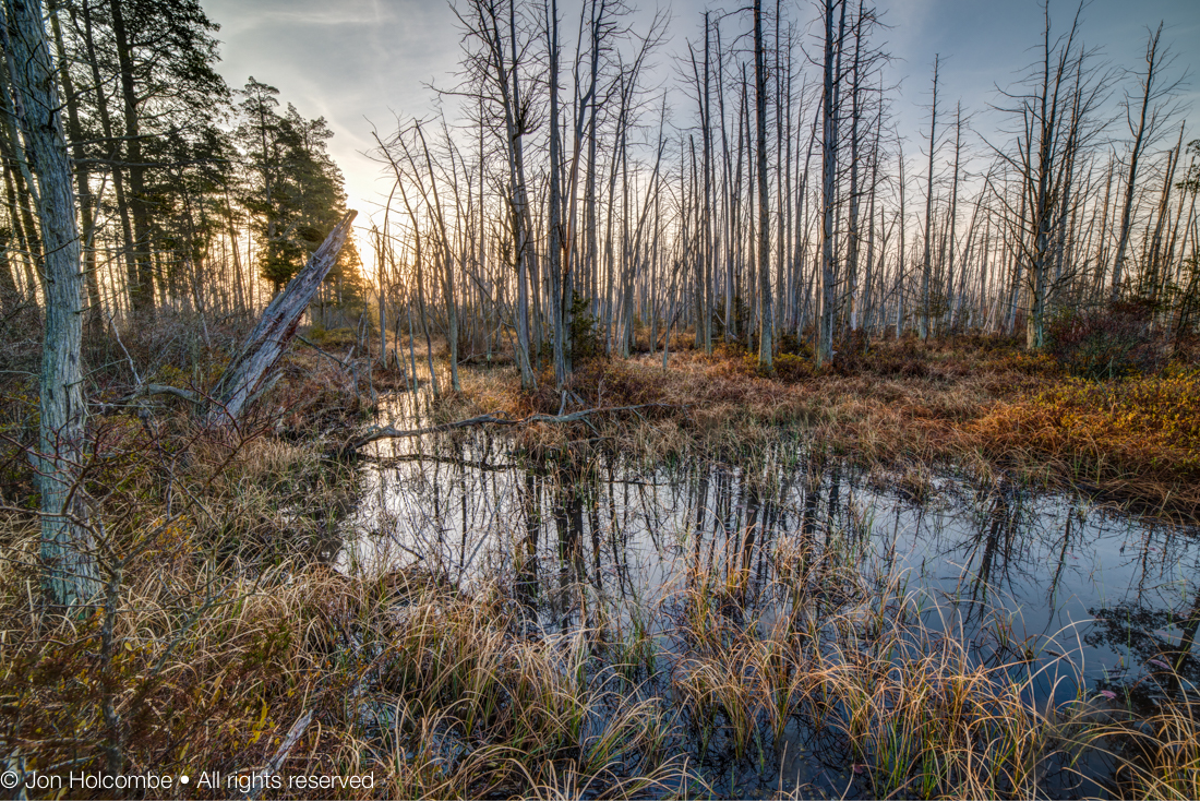 bog_pond_sun.jpg