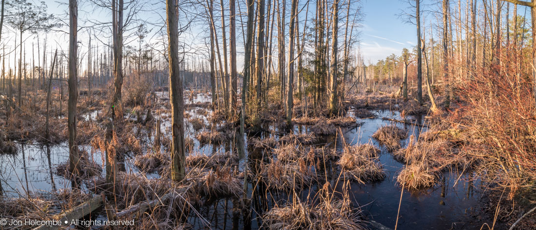 bog_trees_morning.jpg