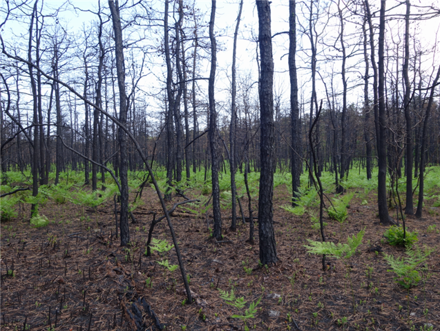 Bracken (Small).PNG