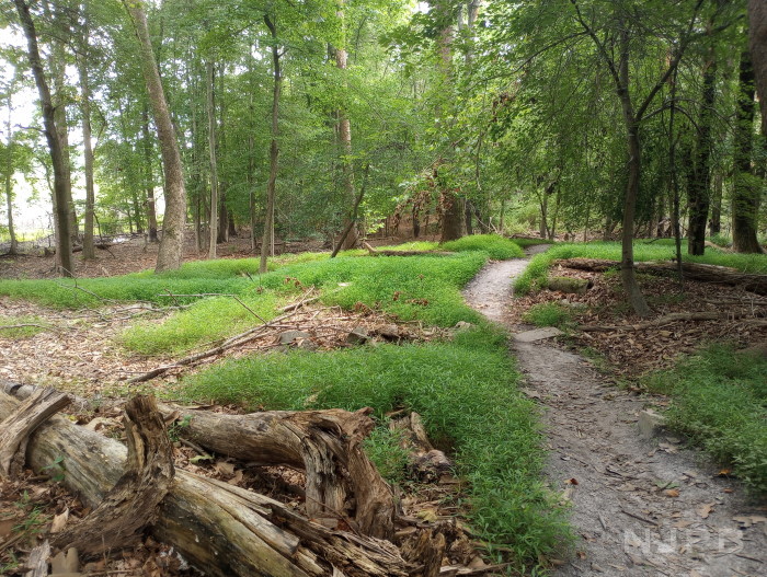 BRP trail 1 of 4_grassy incline to woods.jpg