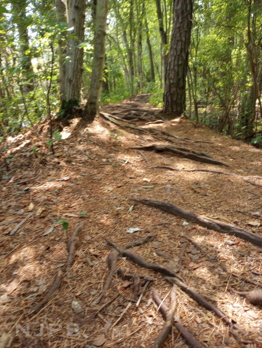 BRP trail 2 of 4_roots on trail.jpg