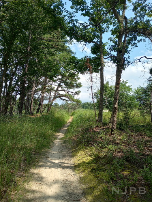 BRP trail 3 of 4_gentle upslope to clearing.jpg