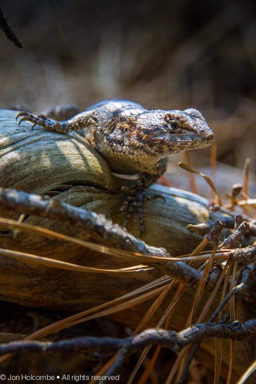 chatsworth_lizard1-1.jpg