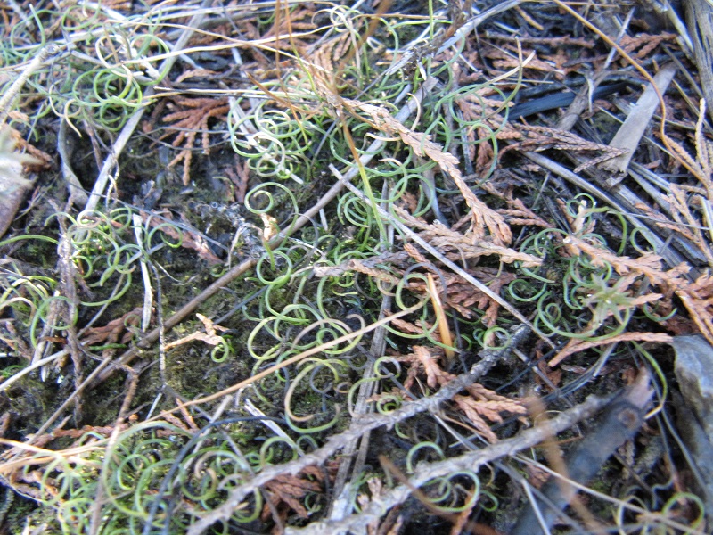 Curly Grass Fern 002.jpg
