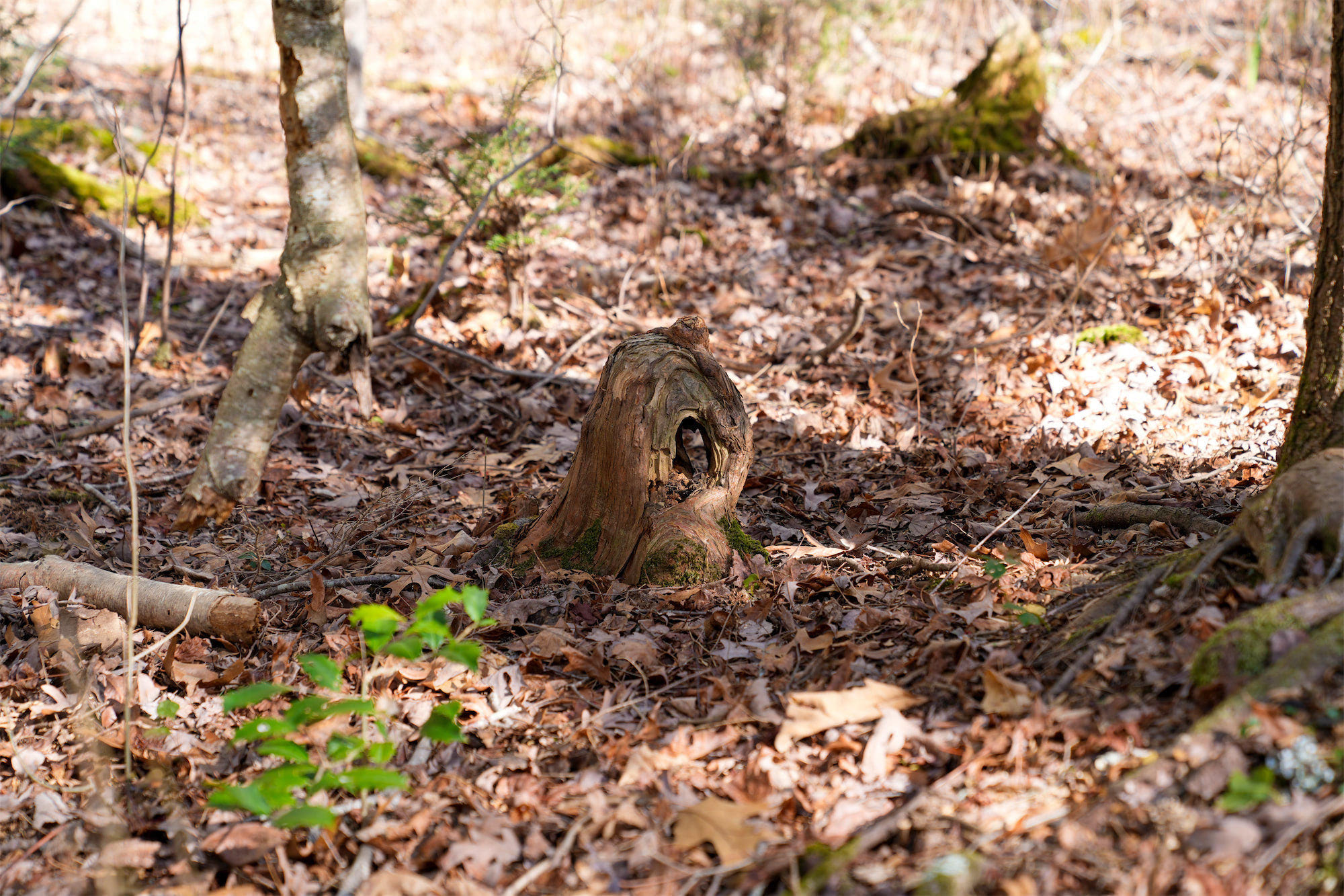 Cypress-Knees_DSC1363.jpg