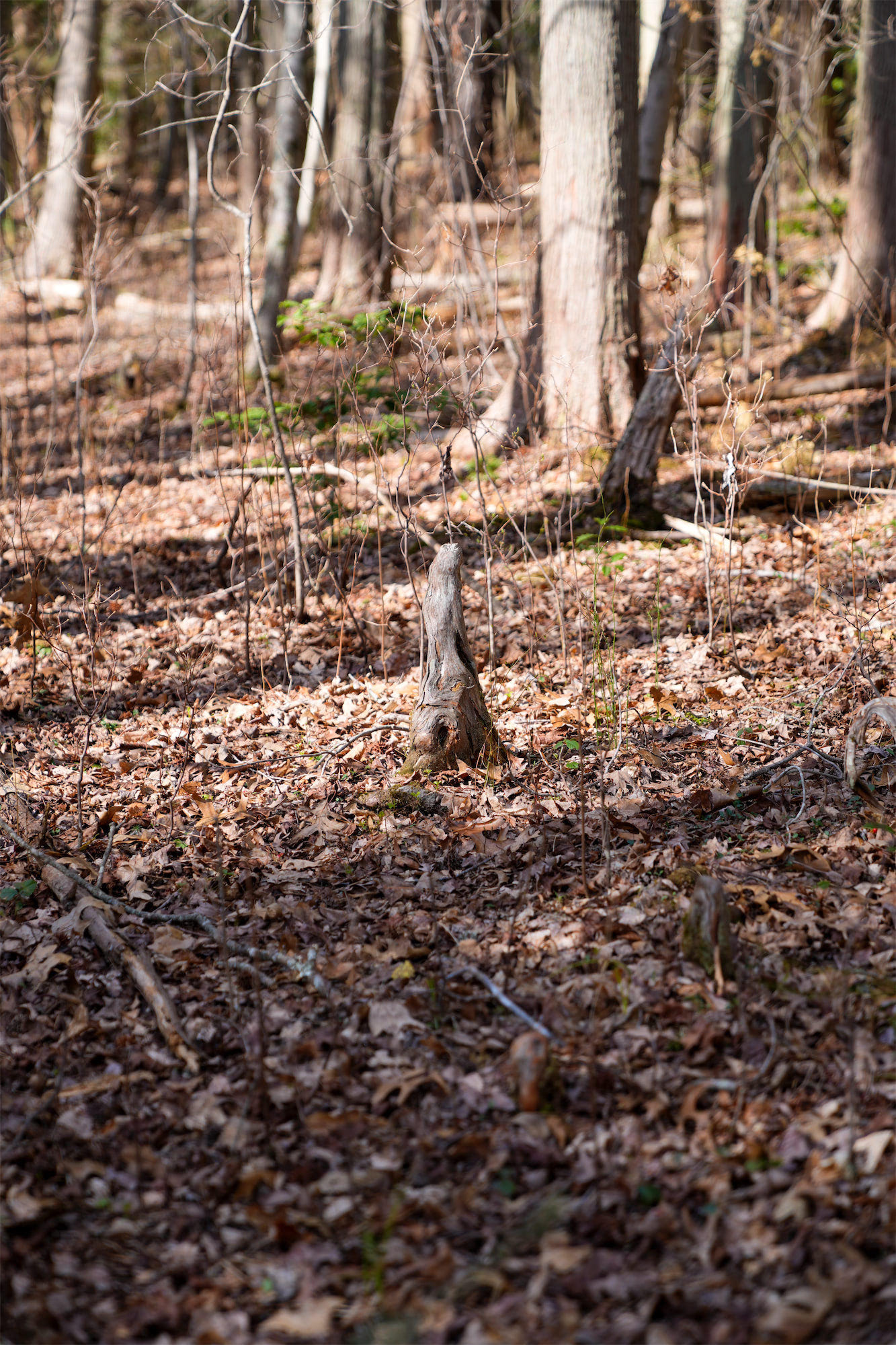 Cypress-Knees_DSC1380.jpg